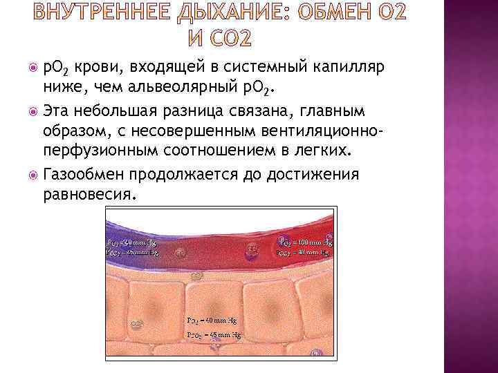 р. О 2 крови, входящей в системный капилляр ниже, чем альвеолярный р. О 2.