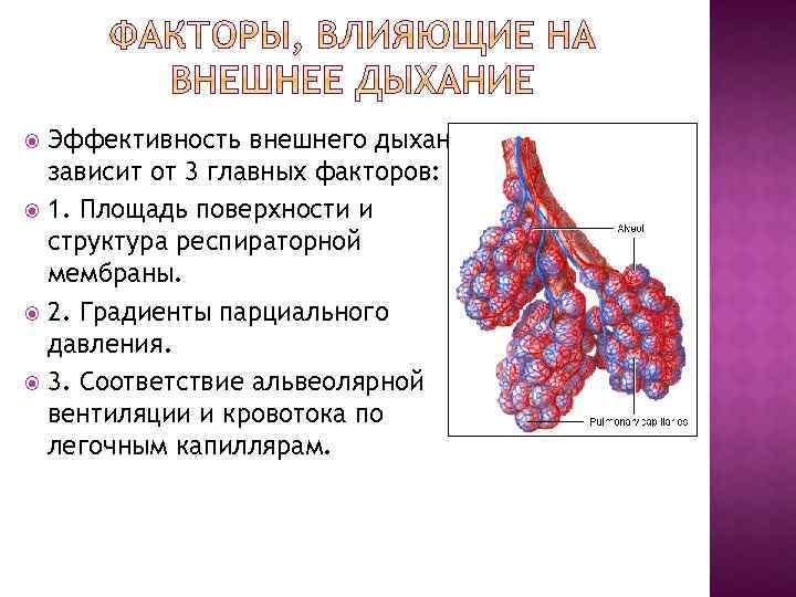 Эффективность внешнего дыхания зависит от 3 главных факторов: 1. Площадь поверхности и структура респираторной