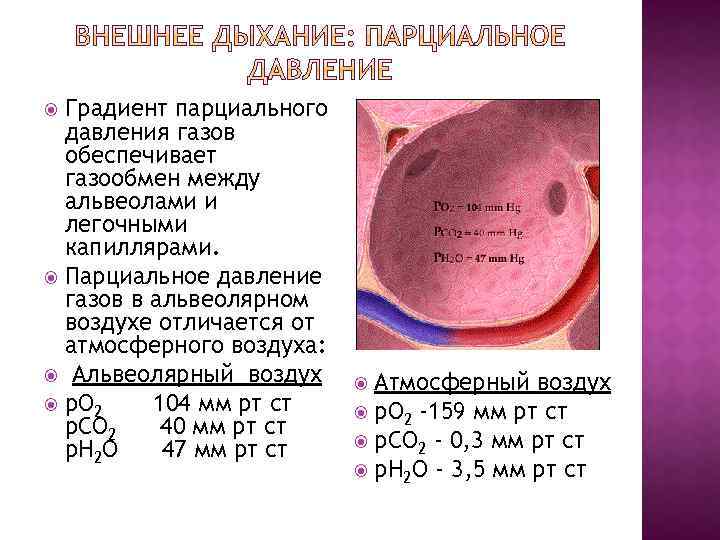 Давление газа кислород. Парциальное давление газа. Парциальное давление углекислого газа в крови. Парциальное давление кислорода и углекислого газа. Парциальное давление двуокиси углерода.