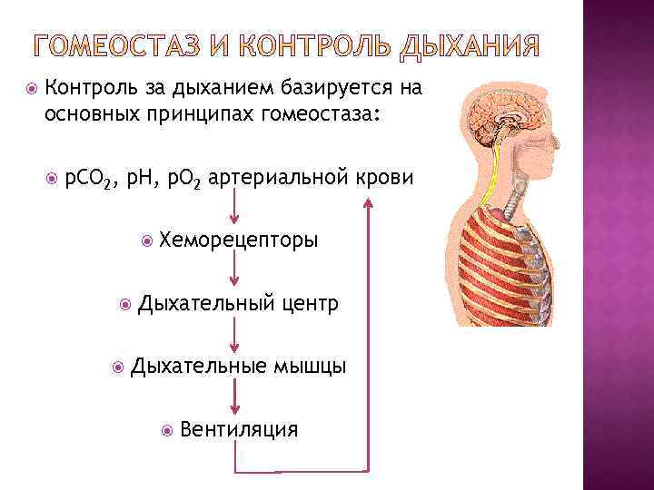 Дыхание контролируется