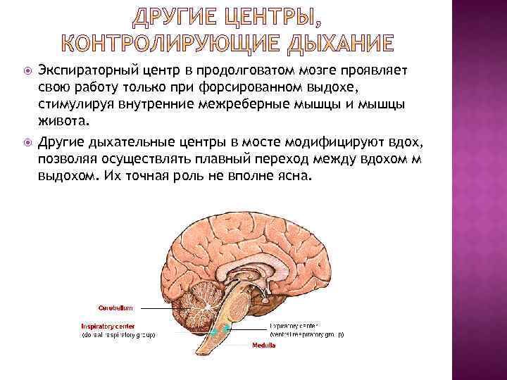 Дыхание контролируется. Экспираторный центр. Экспираторный дыхательный центр. Дыхательный центр продолговатого мозга. Продолговатый мозг центр дыхания.