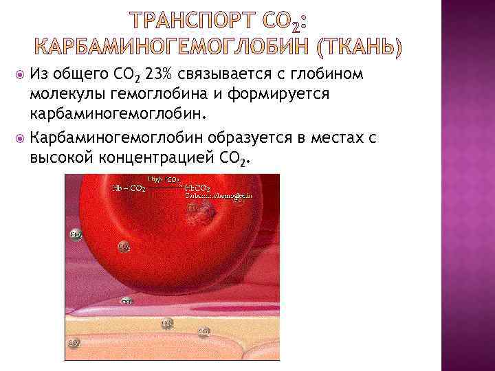 Из общего СО 2 23% связывается с глобином молекулы гемоглобина и формируется карбаминогемоглобин. Карбаминогемоглобин