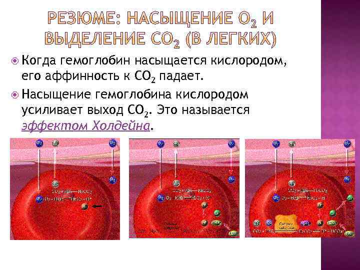  Когда гемоглобин насыщается кислородом, его аффинность к СО 2 падает. Насыщение гемоглобина кислородом