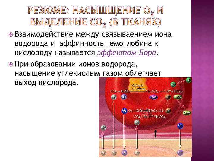  Взаимодействие между связываением иона водорода и аффинность гемоглобина к кислороду называется эффектом Бора.