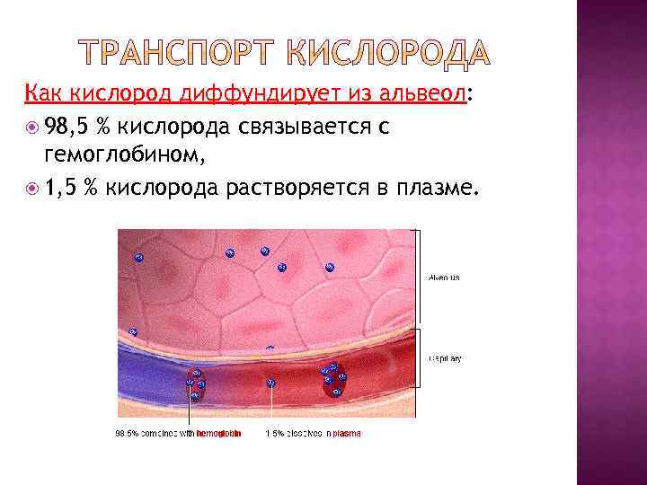 Как кислород диффундирует из альвеол: 98, 5 % кислорода связывается с гемоглобином, 1, 5