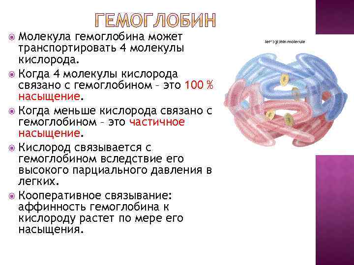 Молекула гемоглобина может транспортировать 4 молекулы кислорода. Когда 4 молекулы кислорода связано с гемоглобином