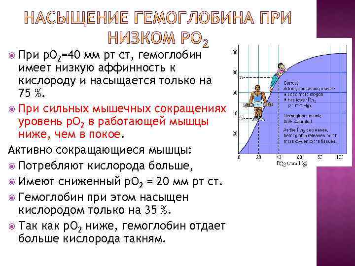 При р. О 2=40 мм рт ст, гемоглобин имеет низкую аффинность к кислороду и