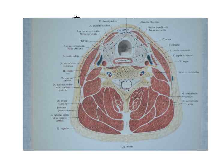 Фасции шеи 