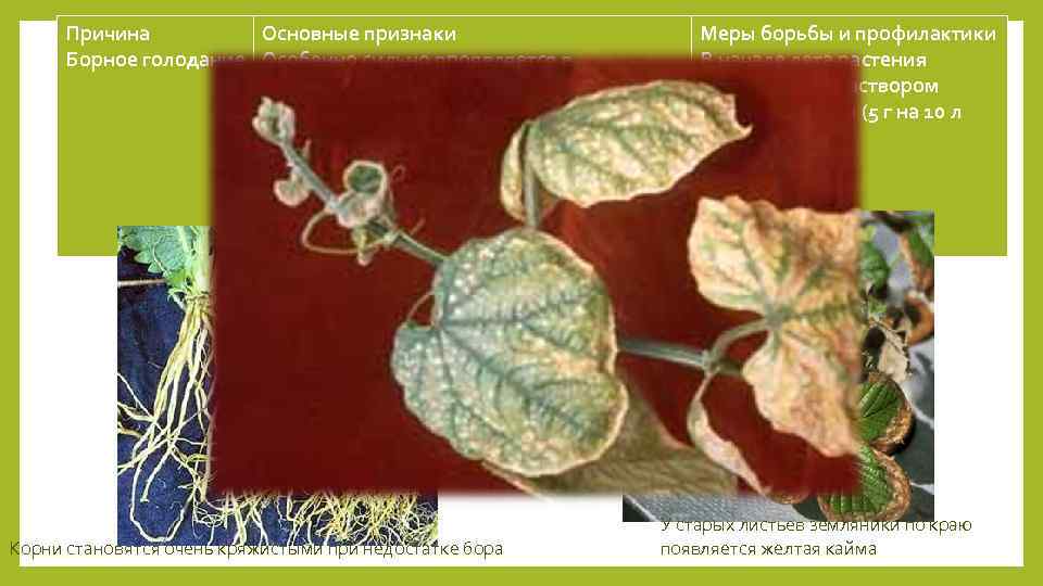 Причина Основные признаки Борное голодание Особенно сильно проявляется в засушливые годы. Верхние листья мельчают,