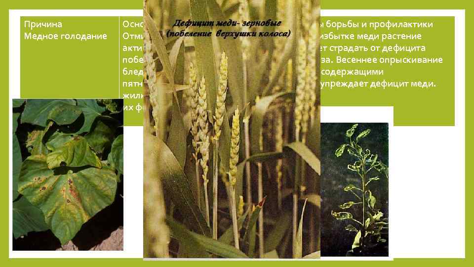 Причина Медное голодание Основные признаки Отмирание верхушки побега и активный рост боковых (пазушных) побегов