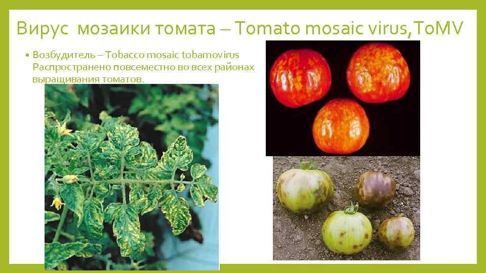 Вирус мозаики томата – Tomato mosaic virus, To. MV • Возбудитель – Tobacco mosaic
