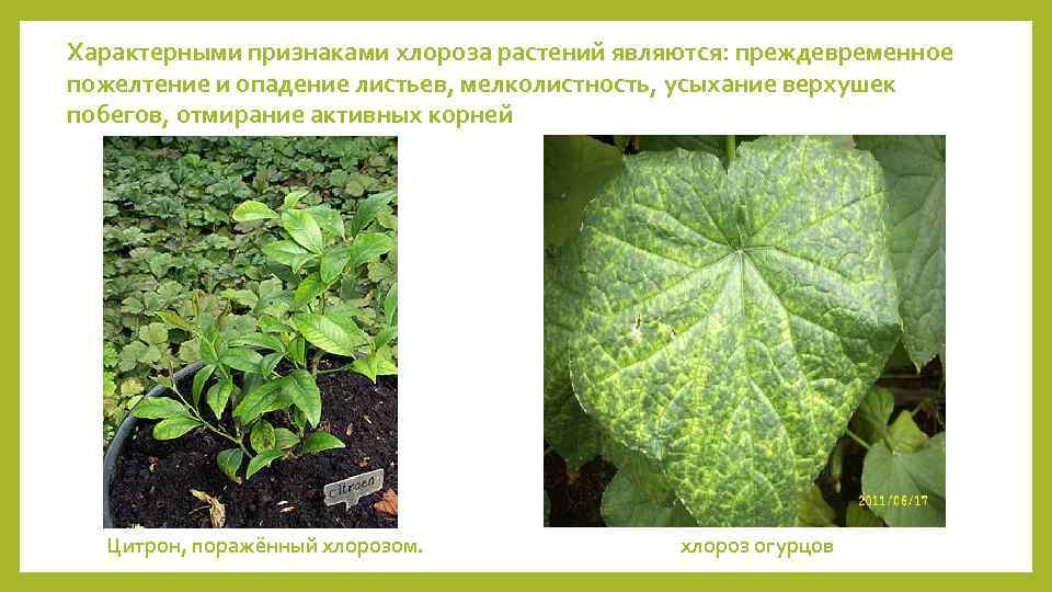 Характерными признаками хлороза растений являются: преждевременное пожелтение и опадение листьев, мелколистность, усыхание верхушек побегов,