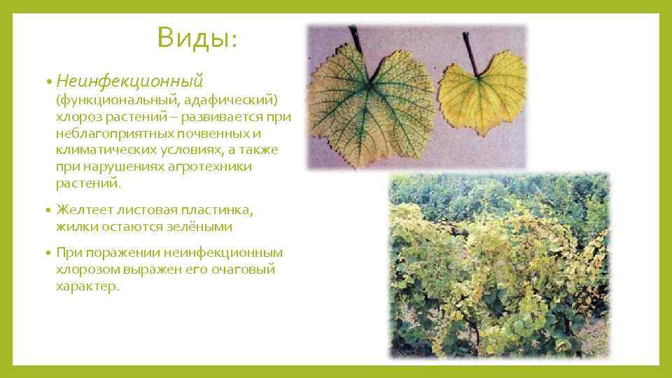 Виды: • Неинфекционный (функциональный, адафический) хлороз растений – развивается при неблагоприятных почвенных и климатических
