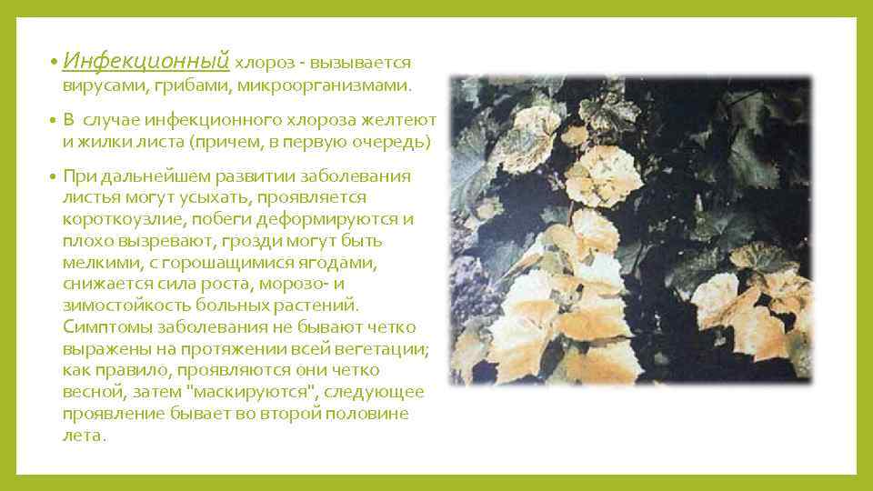 • Инфекционный хлороз - вызывается вирусами, грибами, микроорганизмами. • В случае инфекционного хлороза
