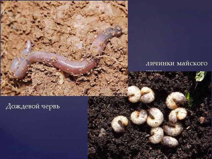 Приспособления червя к почвенной среде. Личинка дождевого червя. Дождевые черви среда обитания. Личинки дождевых червей. Личинки червяков дождевых.