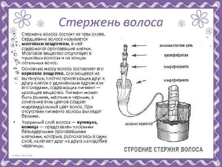 Вещества входящие в состав волоса схема