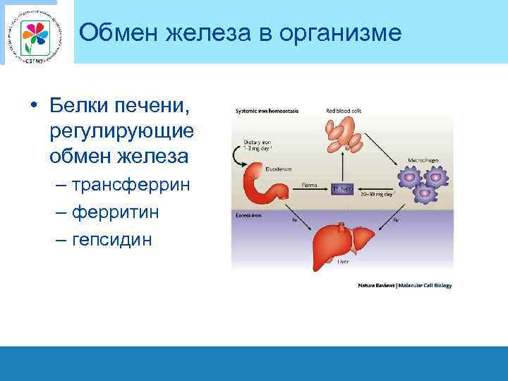 Обмен железа в организме • Белки печени, регулирующие обмен железа – трансферрин – ферритин