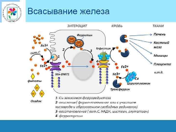 Всасывание железа 