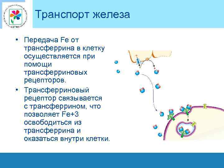 Транспорт железа • Передача Fe от трансферрина в клетку осуществляется при помощи трансферриновых рецепторов.