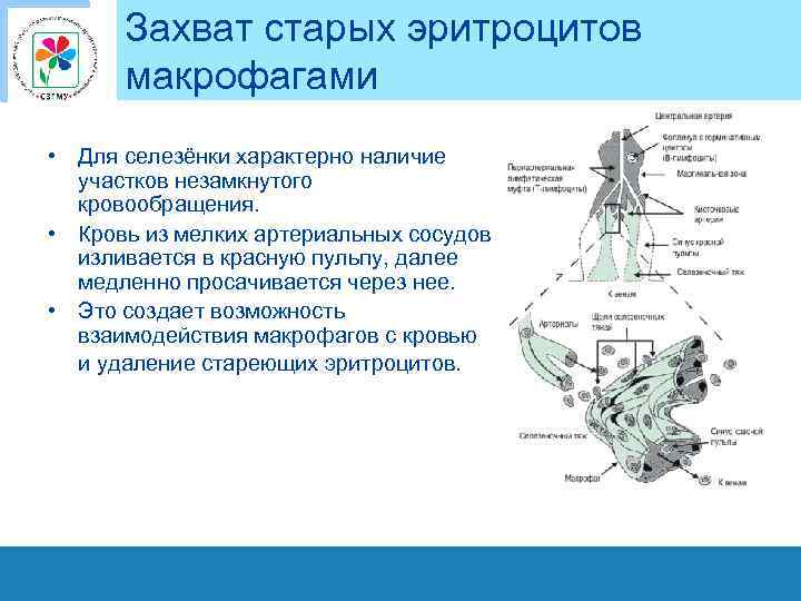 Захват старых эритроцитов макрофагами • Для селезёнки характерно наличие участков незамкнутого кровообращения. • Кровь