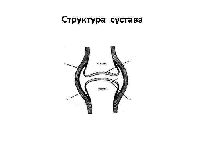 Структура сустава 