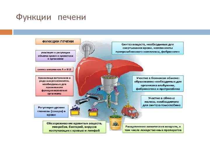 Функции печени огэ