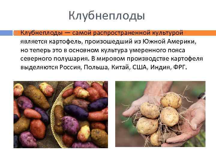 Клубнеплоды — самой распространенной культурой является картофель, произошедший из Южной Америки, но теперь это