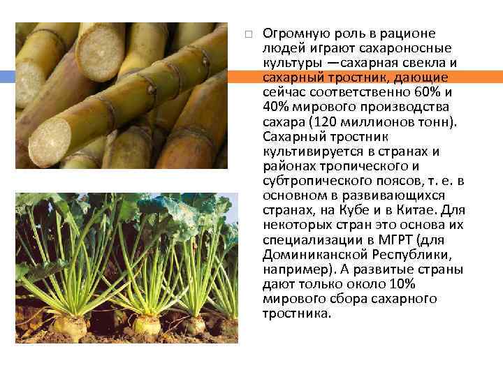  Огромную роль в рационе людей играют сахароносные культуры —сахарная свекла и сахарный тростник,