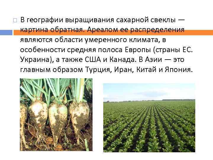  В географии выращивания сахарной свеклы — картина обратная. Ареалом ее распределения являются области
