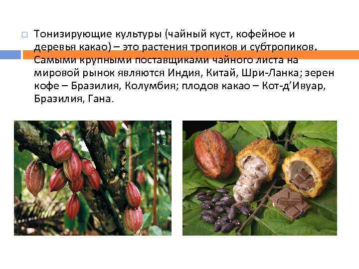  Тонизирующие культуры (чайный куст, кофейное и деревья какао) – это растения тропиков и