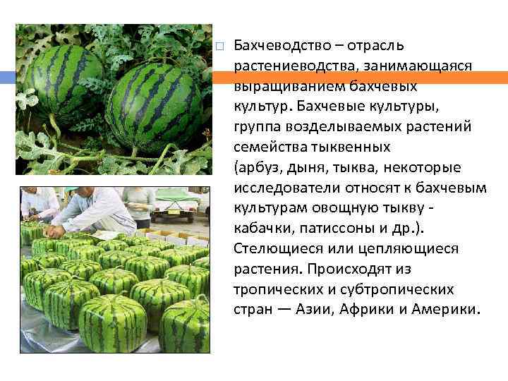  Бахчеводство – отрасль растениеводства, занимающаяся выращиванием бахчевых культур. Бахчевые культуры, группа возделываемых растений
