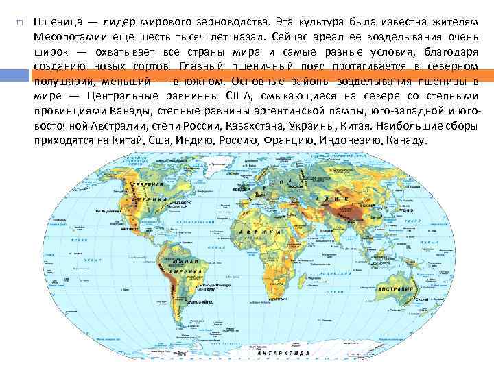  Пшеница — лидер мирового зерноводства. Эта культура была известна жителям Месопотамии еще шесть