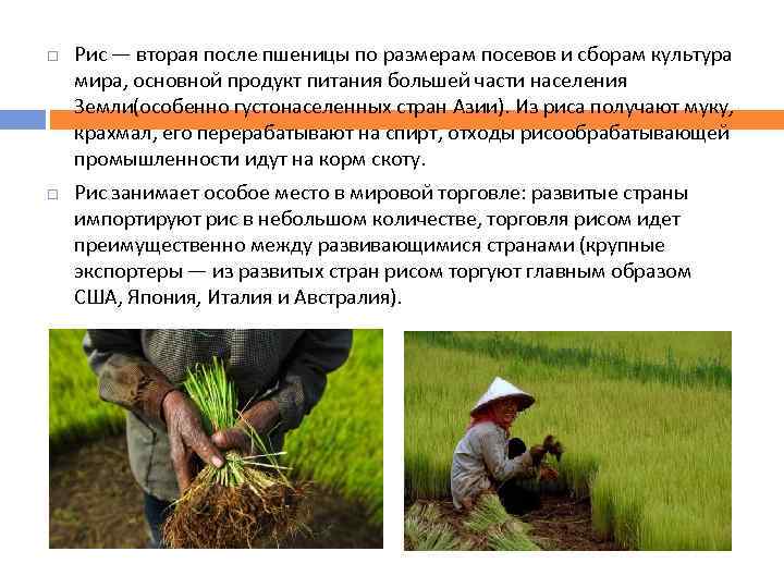  Рис — вторая после пшеницы по размерам посевов и сборам культура мира, основной