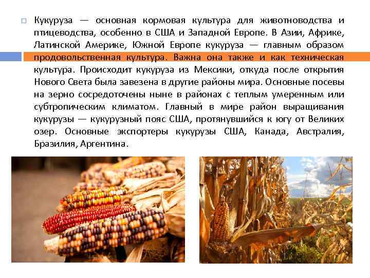  Кукуруза — основная кормовая культура для животноводства и птицеводства, особенно в США и