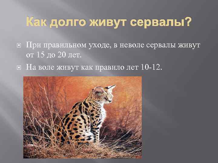 Как долго живут сервалы? При правильном уходе, в неволе сервалы живут от 15 до