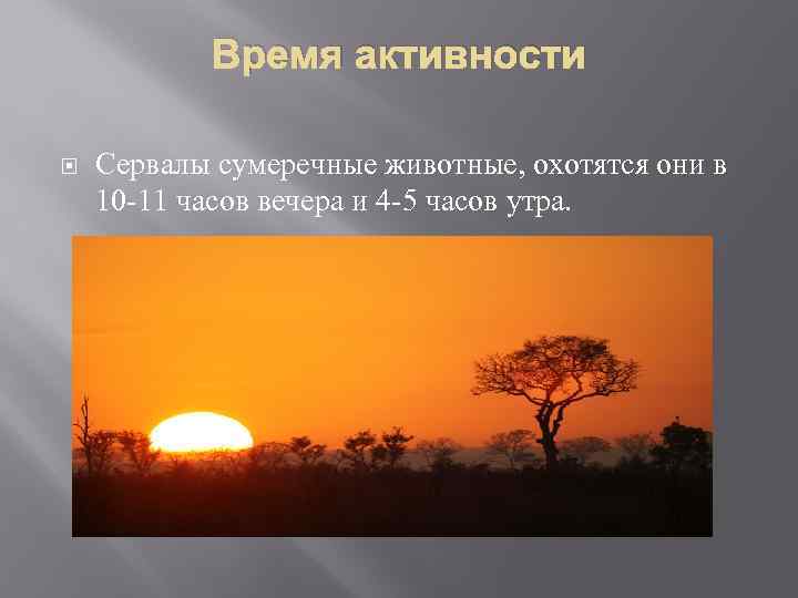 Время активности Сервалы сумеречные животные, охотятся они в 10 -11 часов вечера и 4