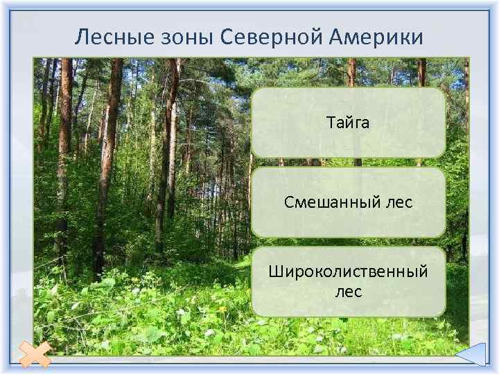 Дайте описание природной зоне изображенной на картинке