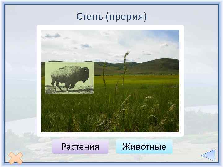 Степь (прерия) Растения Животные 