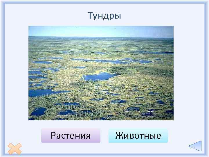 Тундры Растения Животные 