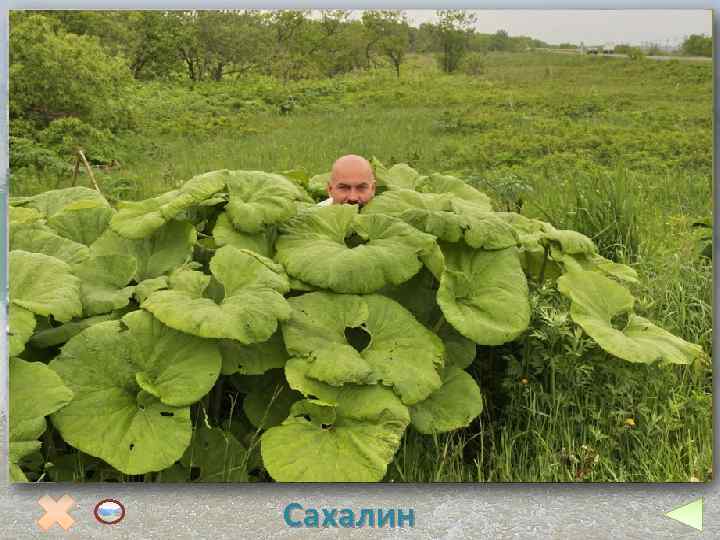 Растительный и животный мир острова беднее, чем на материке. Но Морской котик Даурская лиственница