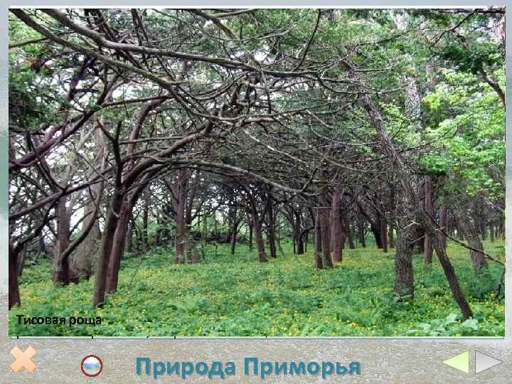 Амурский бархат Корейский кедр виноград Черная пихта Женьшень Манчжурский орех Растения или животные, встречающиеся