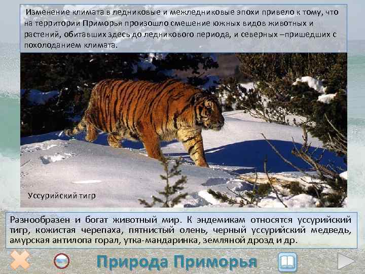 Изменение климата в ледниковые и межледниковые эпохи привело к тому, что на территории Приморья