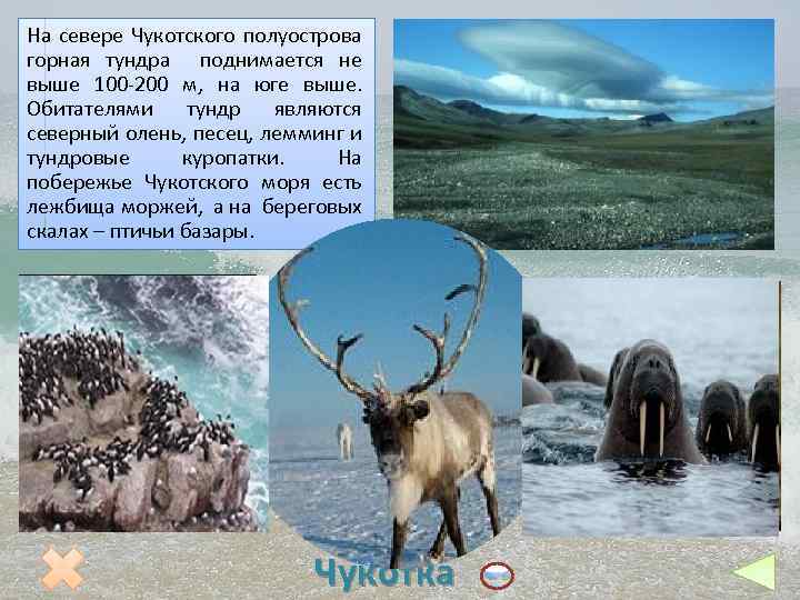 На севере Чукотского полуострова горная тундра поднимается не выше 100 -200 м, на юге