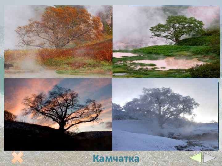 Леса Камчатки состоят из каменной березы. Животный мир относительно беден, т. к. на севере