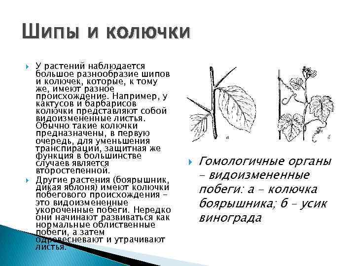 Шипы и колючки У растений наблюдается большое разнообразие шипов и колючек, которые, к тому