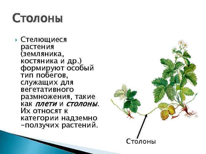 На изображении земляники показан вегетативный орган