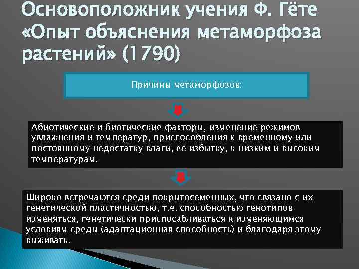 Основоположник учения Ф. Гёте «Опыт объяснения метаморфоза растений» (1790) Причины метаморфозов: Абиотические и биотические