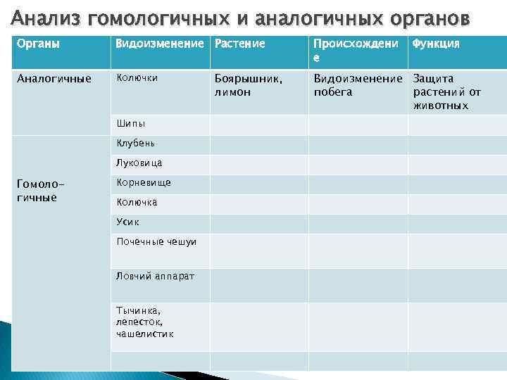 Анализ гомологичных и аналогичных органов Органы Видоизменение Растение Аналогичные Колючки Шипы Клубень Луковица Гомологичные