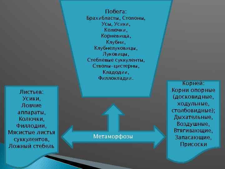 Побега: Брахибласты, Столоны, Усики, Колючки, Корневища, Клубни, Клубнелуковицы, Луковицы, Стеблевые суккуленты, Стволы-цистерны, Кладодии, Филлокладии.