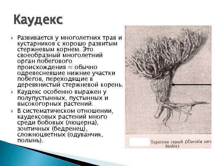 Каудекс Развивается у многолетних трав и кустарников с хорошо развитым стержневым корнем. Это своеобразный